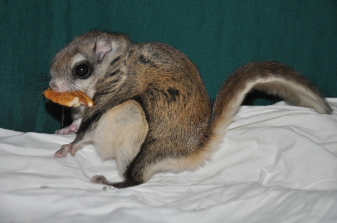 Pecan flying squirrel - Wildlife In Need Center